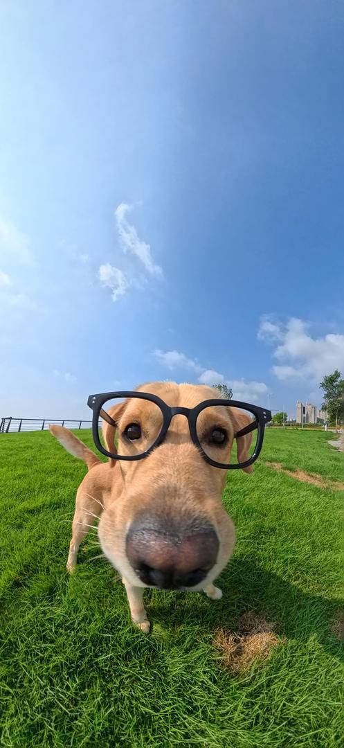 可爱眼镜狗
